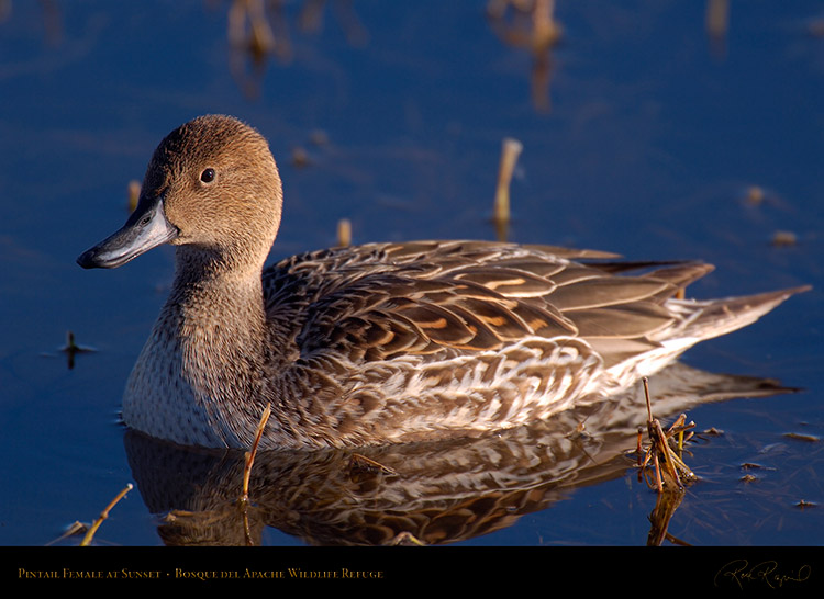 Pintail_Female_X3388
