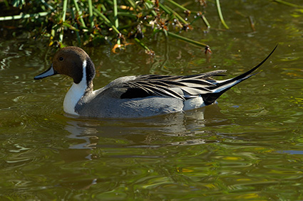 Pintail_X8319
