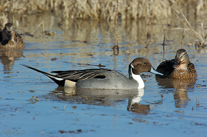 Pintails_2573
