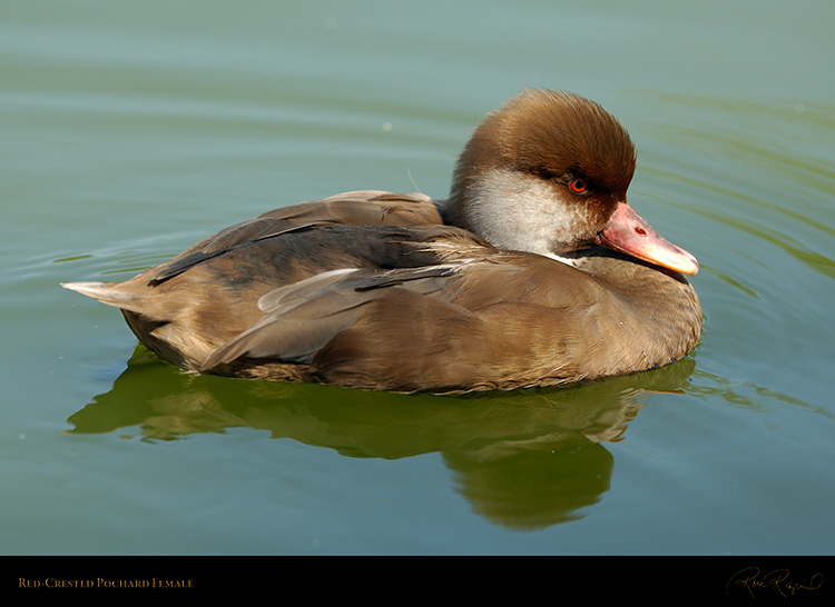 RedCrested_Pochard_Female_X5767