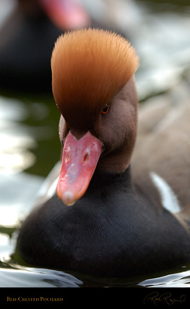 RedCrested_Pochard_HS2356