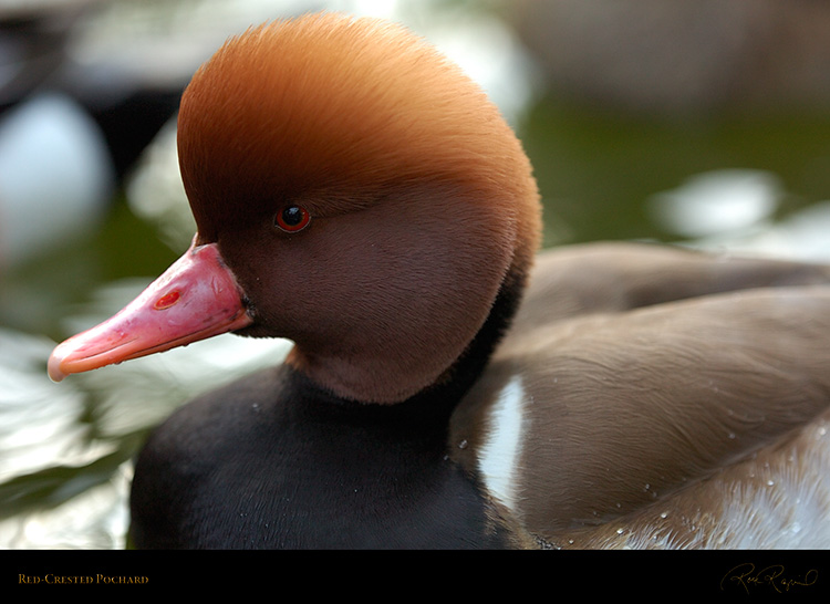 RedCrested_Pochard_HS2385