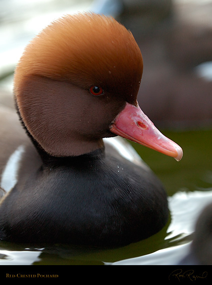 RedCrested_Pochard_HS2453
