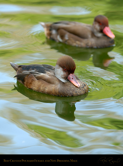 RedCrested_Pochards_X5763