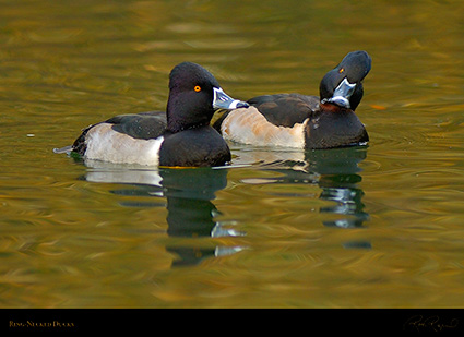 RingNecked_Ducks_X7960