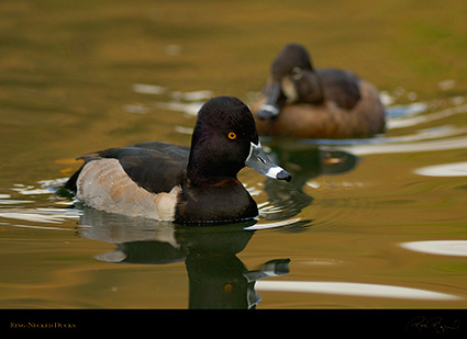 RingNecked_Ducks_X8040