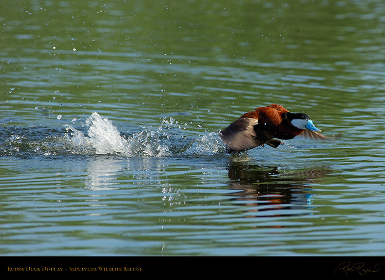 RuddyDuck_Display_X0212