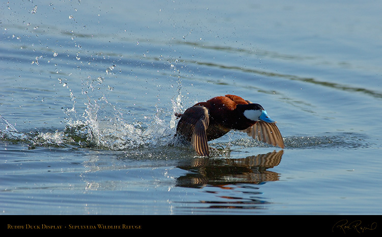 RuddyDuck_Display_X0217