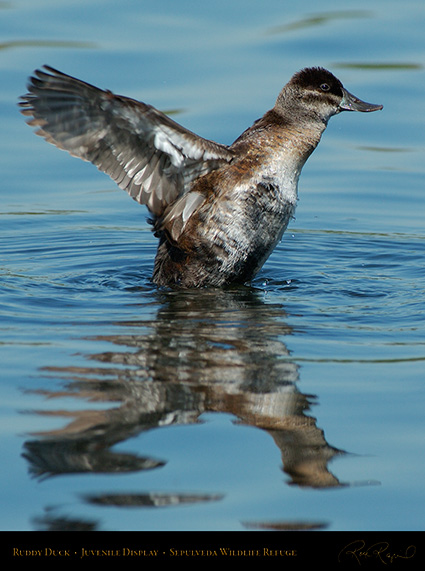 RuddyDuck_JuvenileDisplay_X0459