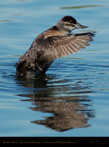 RuddyDuck_JuvenileDisplay_X0460
