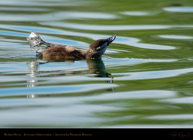 RuddyDuck_Juvenile_Stretching_6495