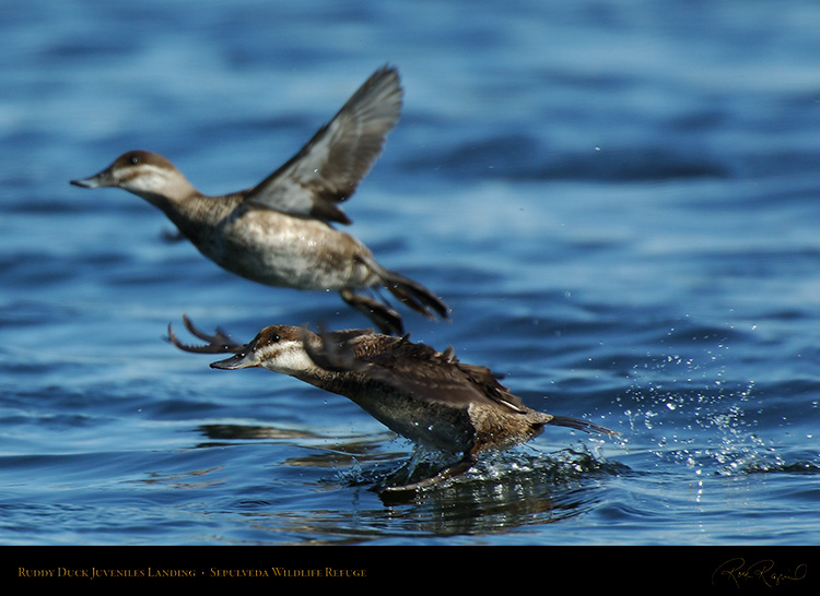 RuddyDuck_JuvenilesLanding_X0940