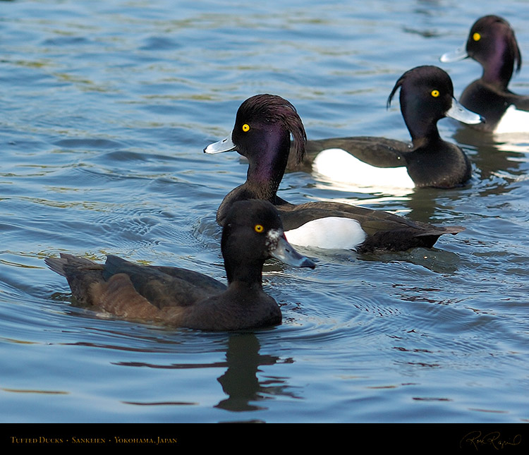 Sankeien_TuftedDucks_7926M