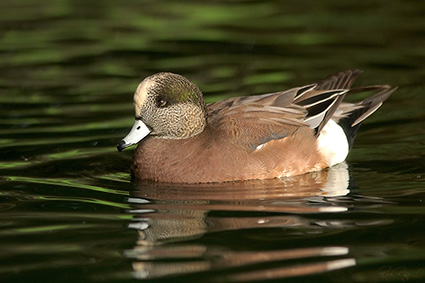 SleepyWidgeon_5680
