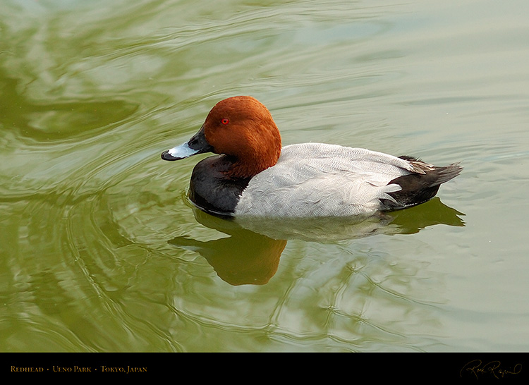 UenoPark_Redhead_7465