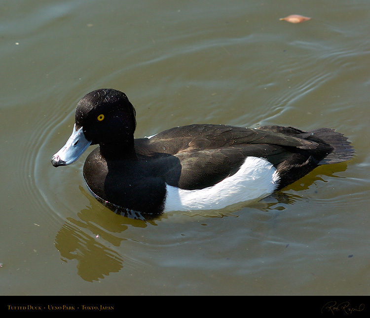 UenoPark_TuftedDuck_7437M
