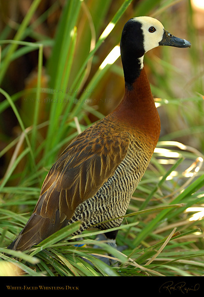WhiteFaced_WhistlingDuck_X5772