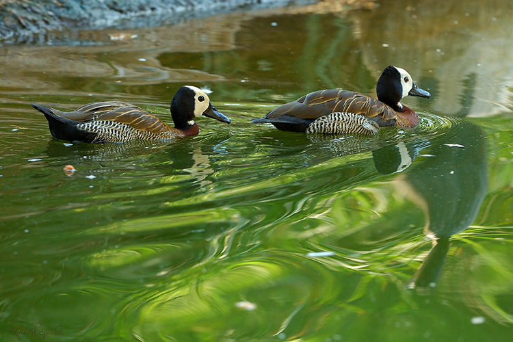 WhiteFaced_WhistlingDucks_X5951