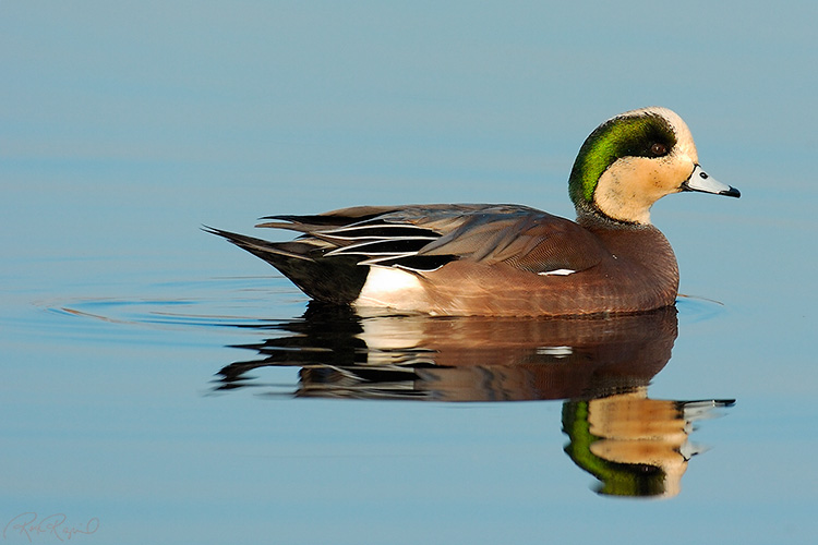 Widgeon_1046
