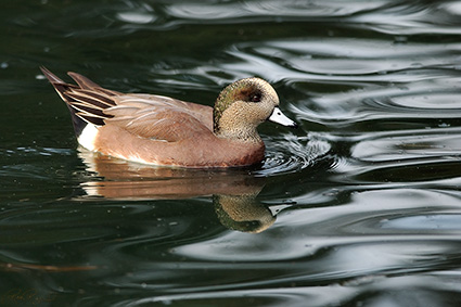 Widgeon_5687