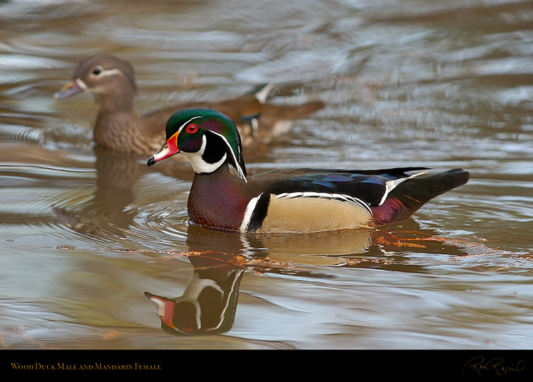 WoodDuckMale_MandarinFemale_4420