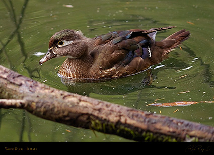WoodDuck_Female_HS5826