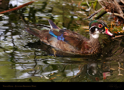 WoodDuck_Juvenile_BreedingMale_HS5873