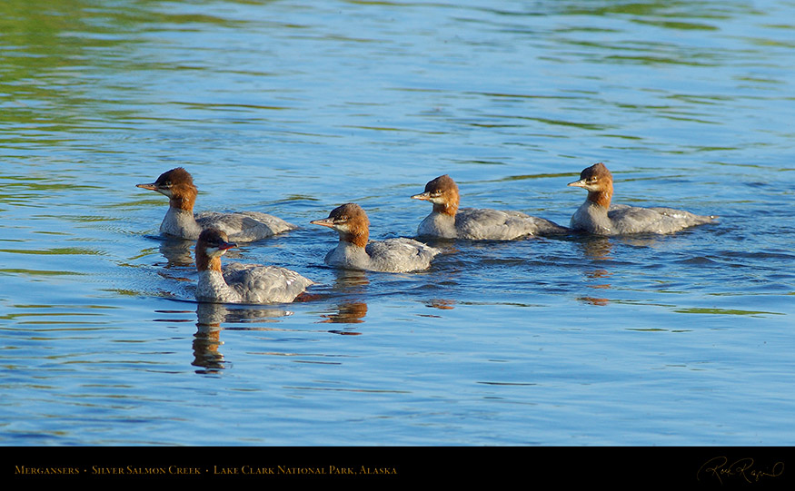 Mergansers_X3249_16x9