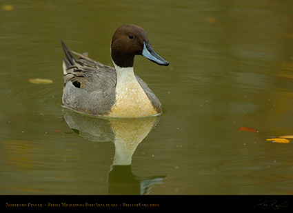 Pintail_8967