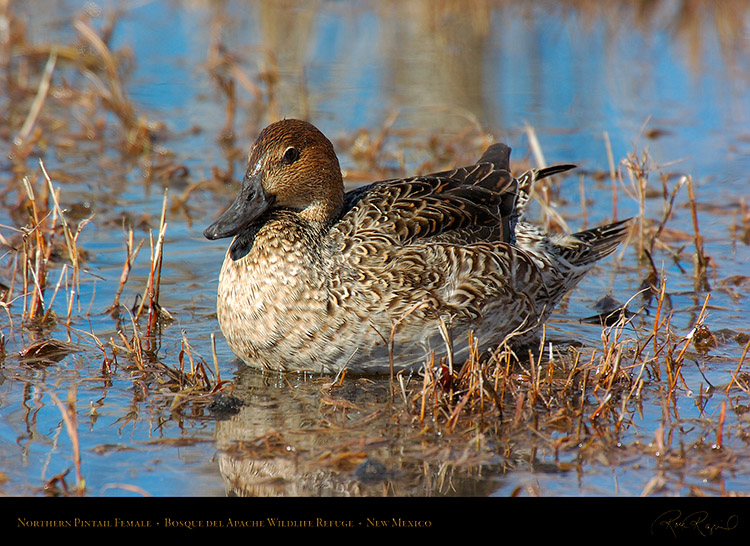 Pintail_Female_1944