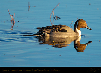 Pintail_atSunset_X9522