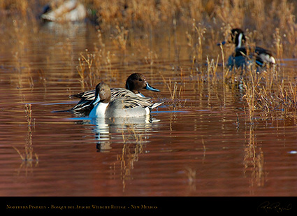 Pintails_2932