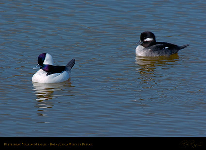 Buffleheads_3356