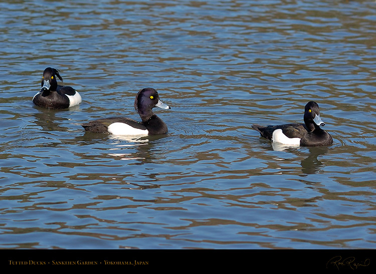 TuftedDucks_Sankeien_7913