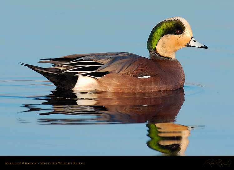 Widgeon_1047c