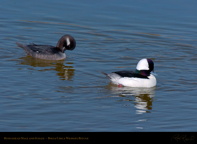 Buffleheads_3366