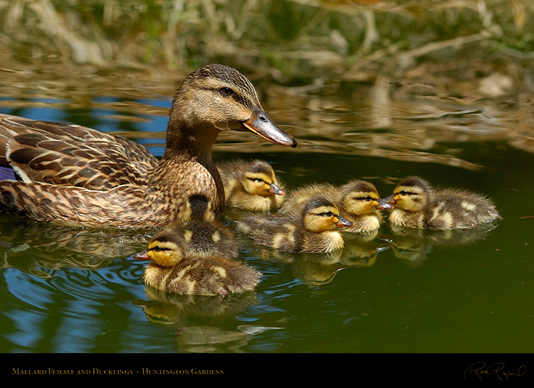 MallardFemale_andDucklings_6955