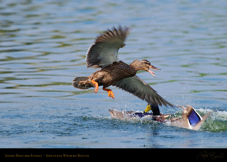 Angry_Mallard_Female_1926