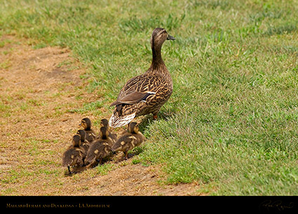 MallardFemale_andDucklings_1052