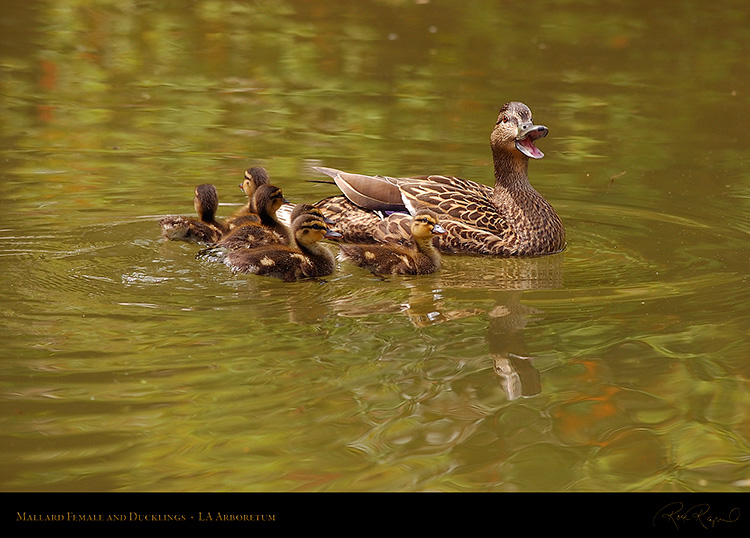 MallardFemale_andDucklings_1063