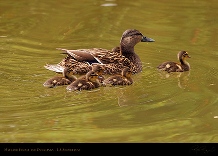 MallardFemale_andDucklings_1065