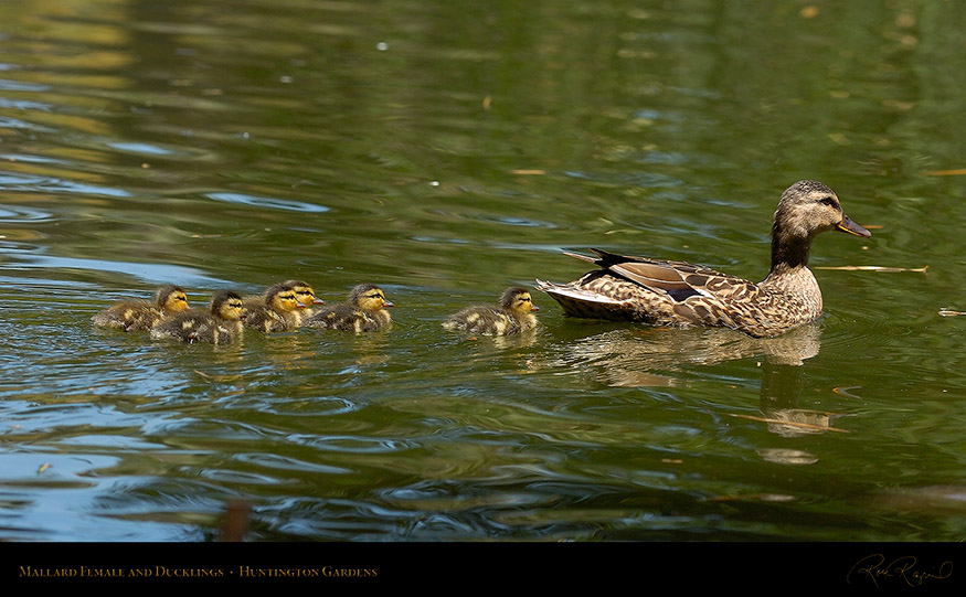 MallardFemale_andDucklings_6939_16x9