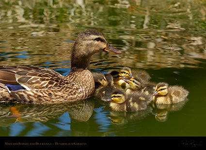MallardFemale_andDucklings_6951