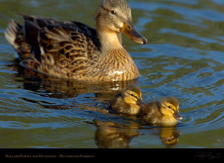 MallardFemale_andDucklings_HS0066
