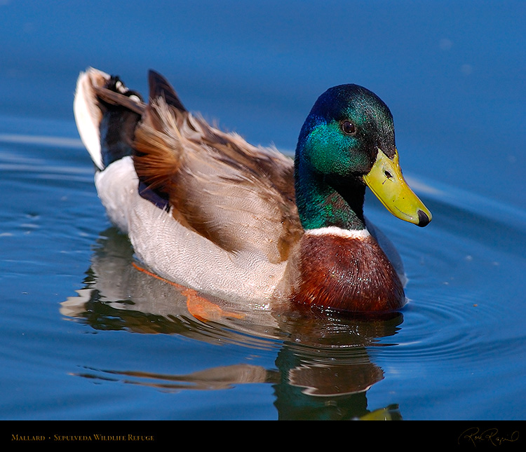 Mallard_4919M