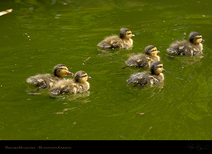 Mallard_Ducklings_7104
