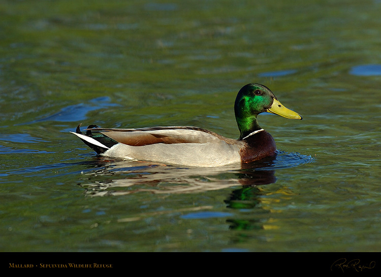 Mallard_HS0057