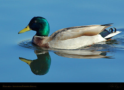 Mallard_X0519
