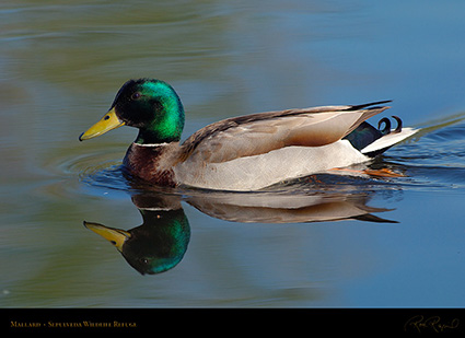 Mallard_X0520