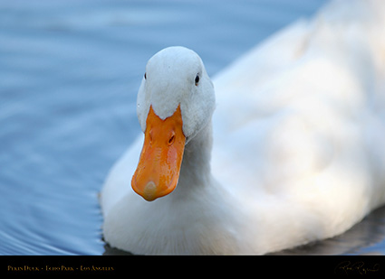 PekinDuck_Portrait_0259